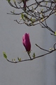 magnolija