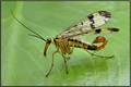 Scorpion fly 