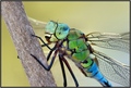 Anax Imperator…