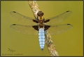 Libellula depr…