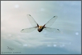 Dragon_fly