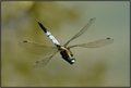 Dragonfly in f…