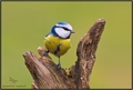 Blue TIT :) 