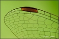 Dragonfly wing