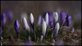 Šafran-(crocus…