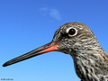 Crvenonoga pru…