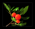 Arbutus unedo