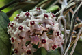 Hoya carnosa