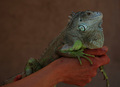 iguana 2