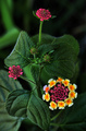 lantana