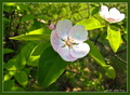 Apple Flower