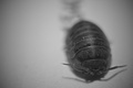 rolling polly