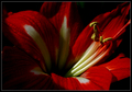 ...red flower …