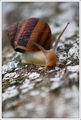 The snail