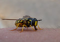 Bzzzzz