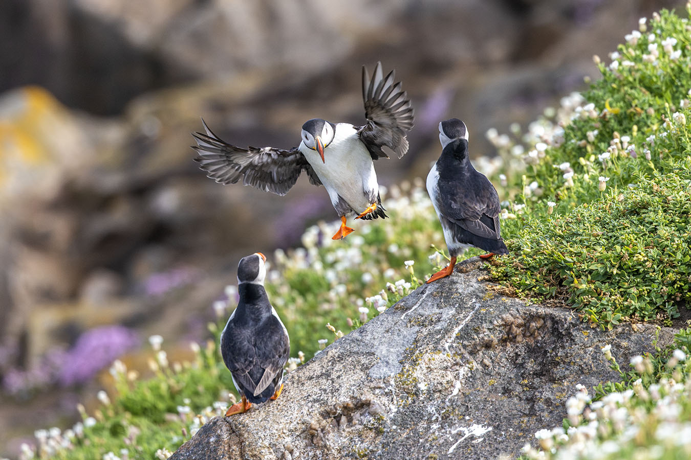 Atlantic puffins Saltee Islands, Wexford Ireland 