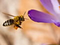 pčela i latica