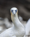 Gannet 