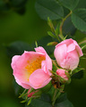 Wild Rose