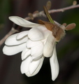 magnolia stell…