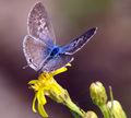 leptotes pirit&hellip;