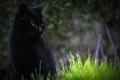 black cat 3