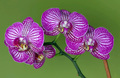 nova orhideja
