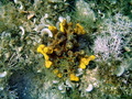 morska flora