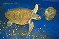 Caretta caretta