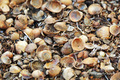 shells