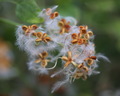 Clematis Merag…