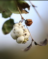 Symphoricarpos…