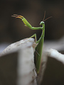 Praying Mantis