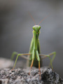 Mantis 