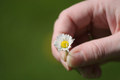cvijetić u ruc…