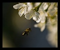 ... pčela i cv…
