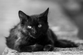 crni mačak