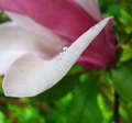 magnolija