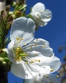 trešnjin cvije…