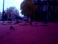 red carpet XD