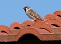 Vrabac na krovu