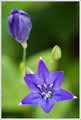 Brodiaea