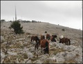 KONJIĆI SRĐEVI…