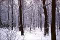 Šuma pod snije…