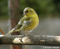 Siskin (Cardue…