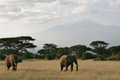 čuvari Kiliman…