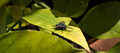 Fly