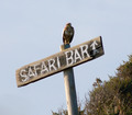 Safari Bar-Pre…