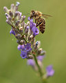 lavanda