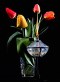 tulipani &…